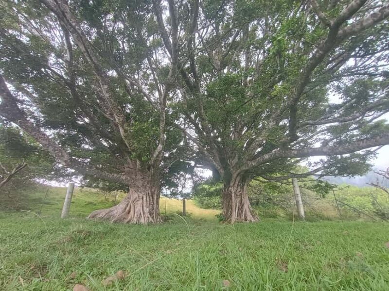 Maui: East Side Hiking Tour - Key Points