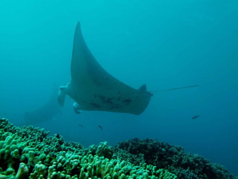 Maui: Eco-Friendly Conservation Scuba Dive Certified Divers - Key Points
