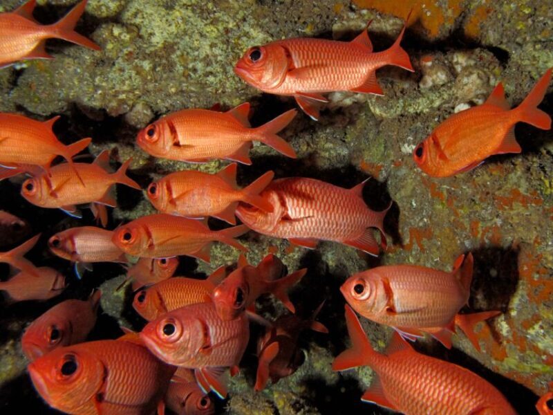 Maui: Eco-Friendly Conservation Scuba Dive Certified Divers - Practical Details: What You Need to Know