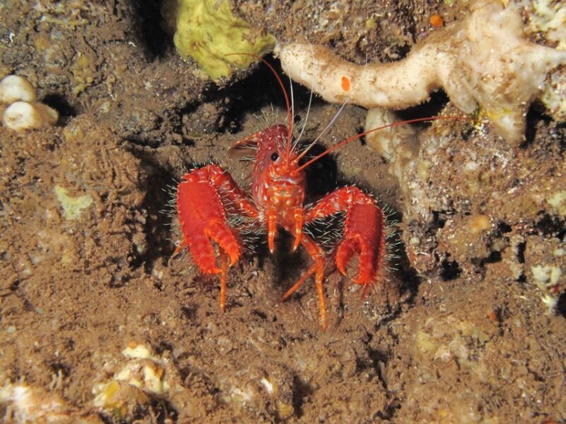 Maui: Eco-Friendly Conservation Scuba Dive Certified Divers - Why This Tour is Worth Considering