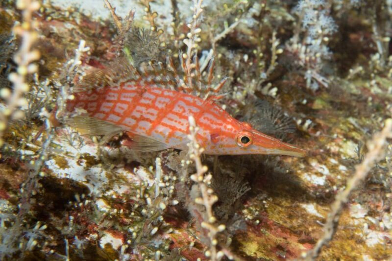 Maui: Eco-Friendly Conservation Scuba Dive Certified Divers - The Sum Up