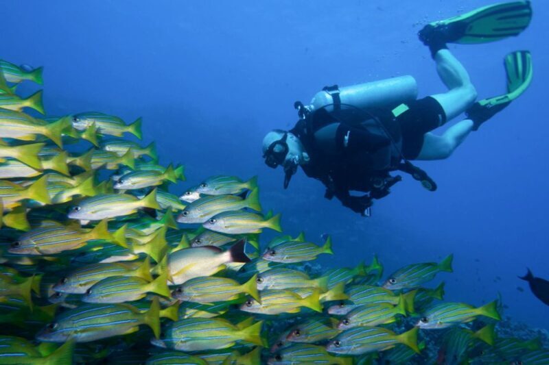 Maui: Eco-Friendly Conservation Scuba Dive Certified Divers - Frequently Asked Questions