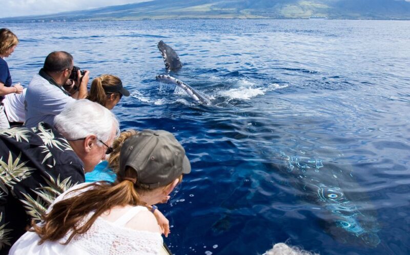 Maui: Eco-Friendly Whale Watching Tour from Ma'alaea Harbor - An In-Depth Look at the Maui Eco-Friendly Whale Watching Experience
