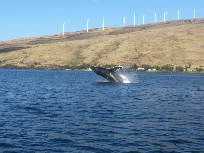 Maui: Eco-Friendly Whale Watching Tour from Ma'alaea Harbor - The Sum Up