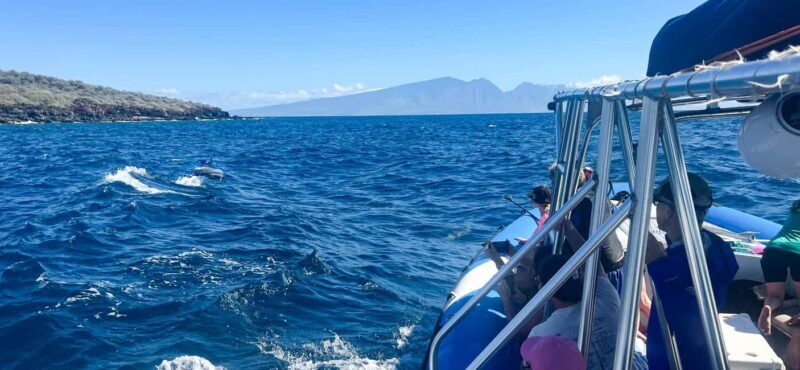 Maui: Eco-Raft Dolphin Watch Tour with Snacks - A Closer Look at the Experience