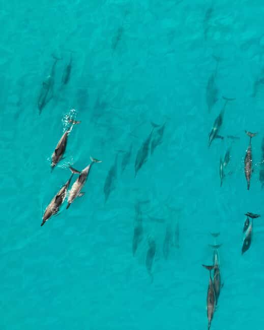 Maui: Eco-Raft Dolphin Watch Tour with Snacks - Who Will Love This Tour?