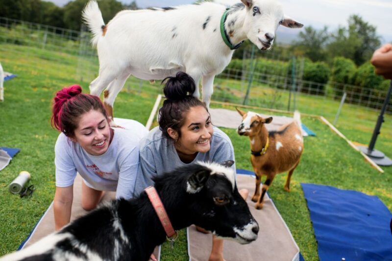 Maui Goat Yoga with Miniature Goats - What is Maui Goat Yoga?