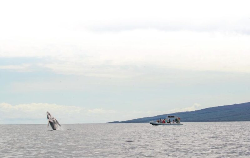 Maui: Guided Whale Watching Tour on Eco Raft - In-Depth Look at the Maui Whale Watching on Eco Raft
