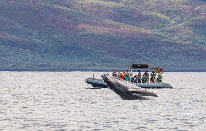 Maui: Guided Whale Watching Tour on Eco Raft - FAQ
