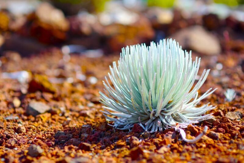 Maui: Haleakala Sunrise Eco Tour with Breakfast - Who Is This Tour Best For?