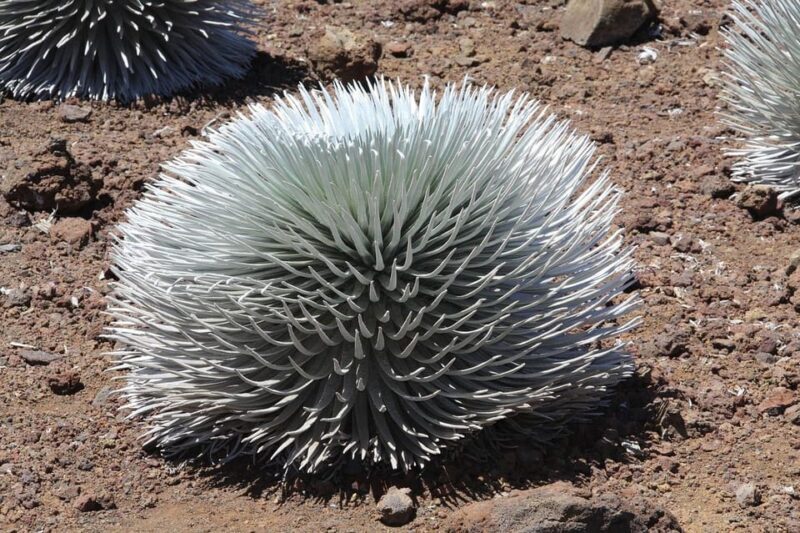 Maui: Haleakala Sunrise Tour with Pick-up - Reviews: Authentic Perspectives from Fellow Travelers