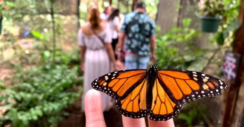 Maui: Interactive Butterfly Farm Entrance Ticket - Exploring the Maui Butterfly Farm: A Closer Look