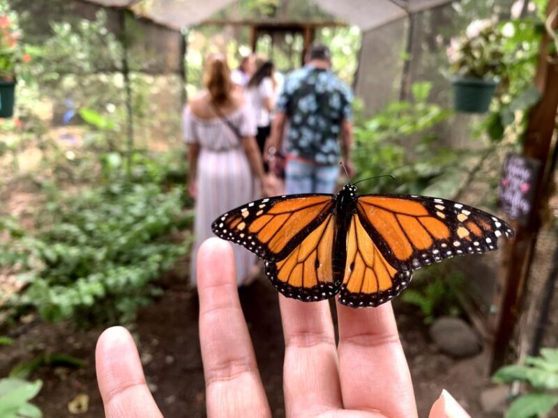 Maui: Interactive Butterfly Farm Entrance Ticket - Authentic Reviews: What Visitors Say