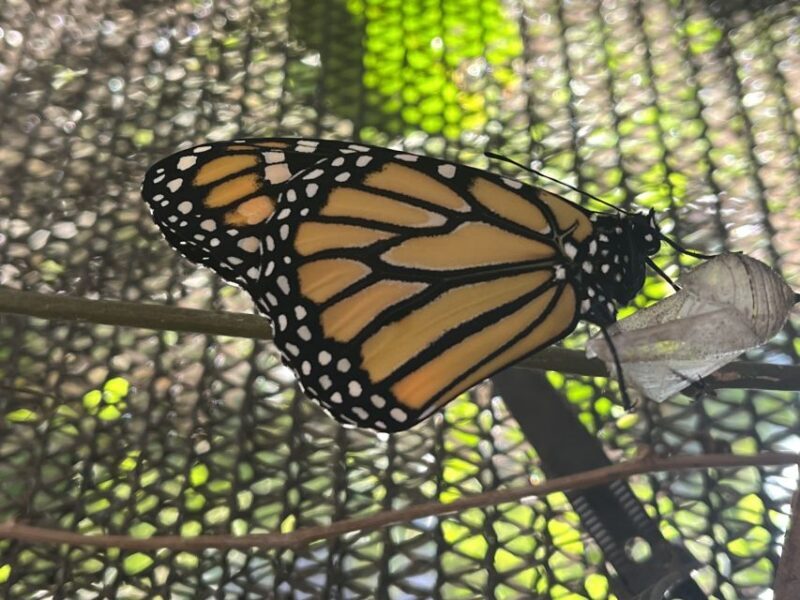 Maui: Interactive Butterfly Farm Entrance Ticket - Who Should Consider This Tour?