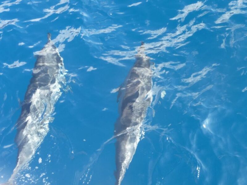 Maui: Kaanapali Beach 4-hour Snorkel w/ BBQ Lunch & Open Bar - The Experience in Detail