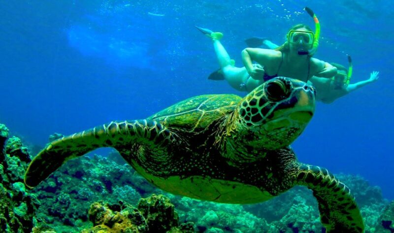 Maui: Kaanapali Beach 5-hr Snorkel w/ BBQ Lunch & Open Bar - The Value of the Experience