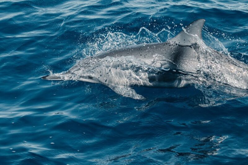 Maui: Kaanapali Dolphin Watching Boat Trip with Lunch - An Honest Breakdown of the Experience