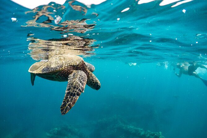 Maui-Lanai EcoRaft Tour: Snorkel or Dolphin Watch (Semi-Private) - Practical Details: What You Need to Know
