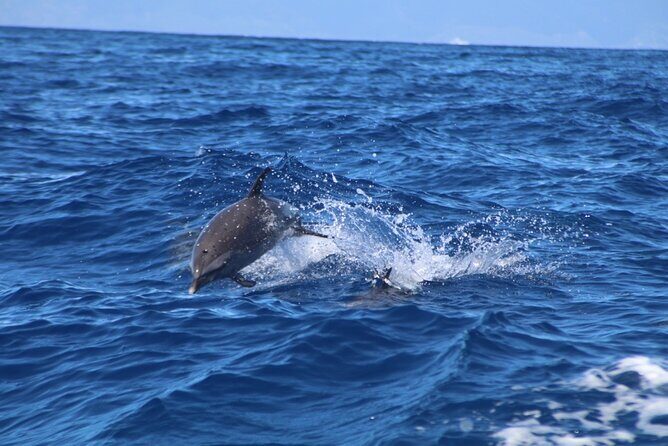 Maui-Lanai EcoRaft Tour: Snorkel or Dolphin Watch (Semi-Private) - FAQ