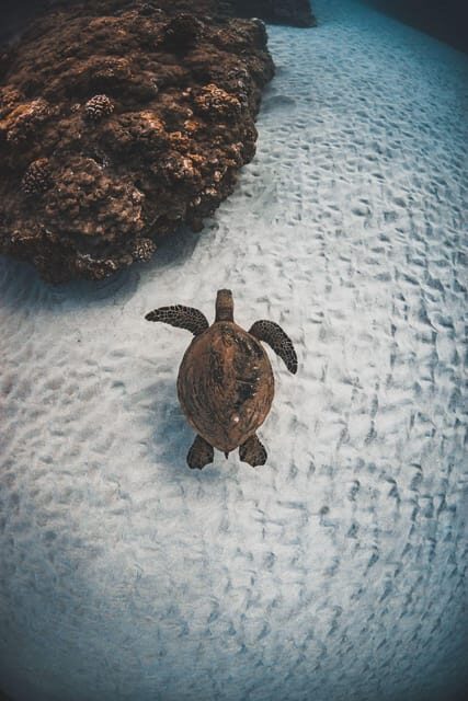 Maui: Luxury Catamaran Turtles & Tacos Snorkel - Why Choose the Maui Turtles & Tacos Snorkel?