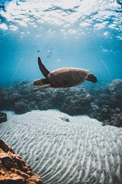 Maui: Luxury Catamaran Turtles & Tacos Snorkel - Who Will Love This Tour?