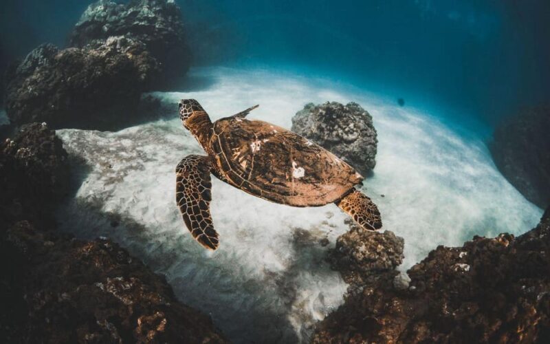 Maui: Luxury Catamaran Turtles & Tacos Snorkel - Additional Information