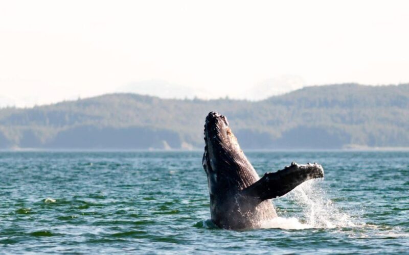 Maui: Luxury Catamaran Whale Watch & Sail - Who Would Love This Tour?