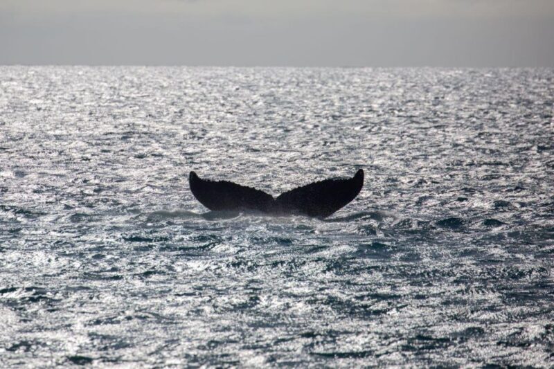 Maui: Luxury Catamaran Whale Watch & Sail - The Sum Up