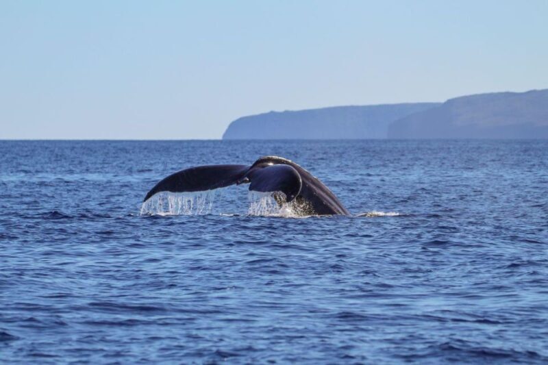 Maui: Luxury Catamaran Whale Watch & Sail - Frequently Asked Questions