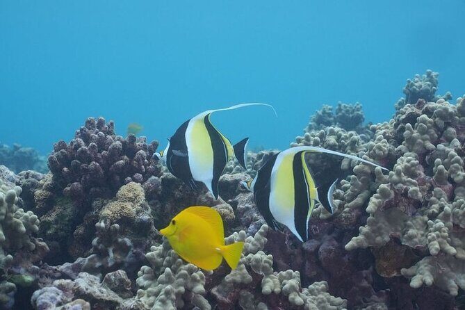 Maui Luxury Snorkeling Molokini aboard Air Conditioned Yacht Elua - Final Thoughts
