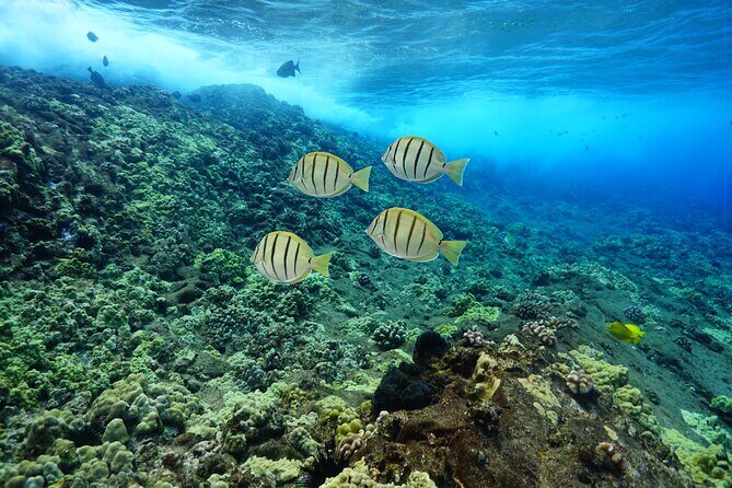 Maui Magic Adventure Snorkel: Molokini Crater and Turtle Stop - FAQ
