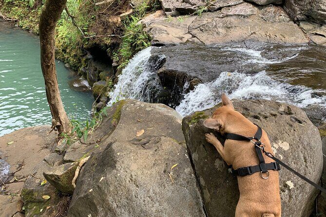 Maui Magical Waterfall and Jungle Tour: Road to Hana - Who Should Consider This Tour?