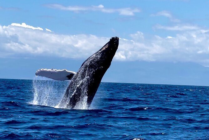 Maui Mid Day Magic Whale Watch - Maui Mid Day Magic Whale Watch: An Honest Review