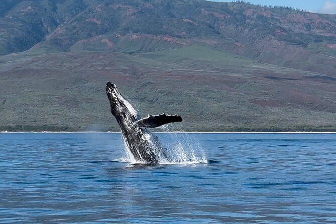 Maui Mid Day Magic Whale Watch - Pricing and Value