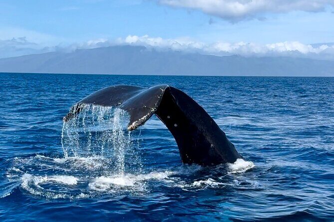 Maui Mid Day Magic Whale Watch - What Travellers Say: Authentic Voices