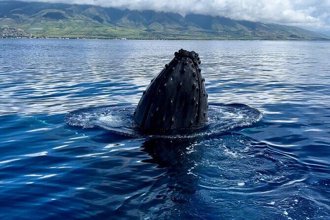Maui Mid Day Magic Whale Watch - The Sum Up: Who Should Book This Tour?