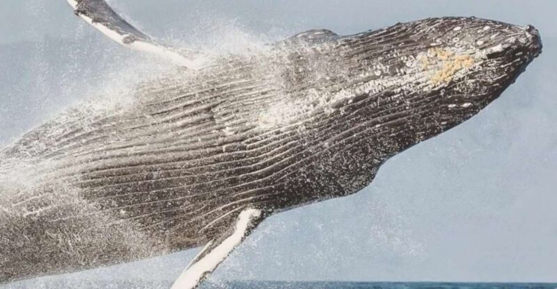 Maui: Midday Sail with the Whales Malaea Harbor - An In-Depth Look at the Maui Whale Watching Sail