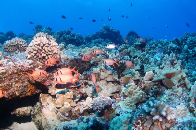 Maui: Molokini Snorkel and Performance Sail with Lunch - Key Points