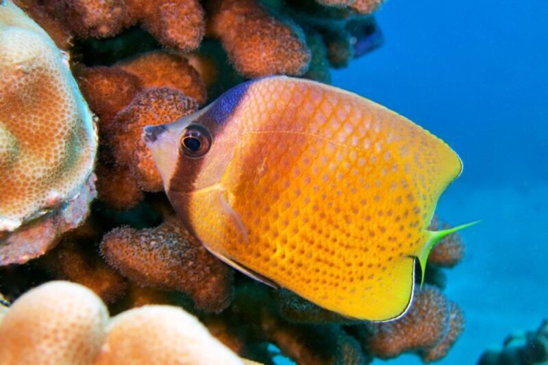 Maui: Molokini Snorkel and Performance Sail with Lunch - Molokini: The Snorkeling Highlight