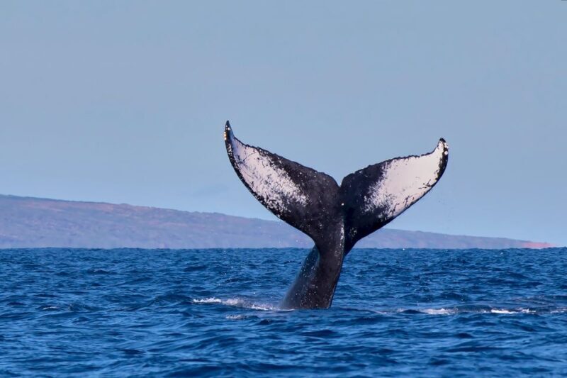 Maui: Molokini Snorkel and Performance Sail with Lunch - Additional Perks and Practicalities