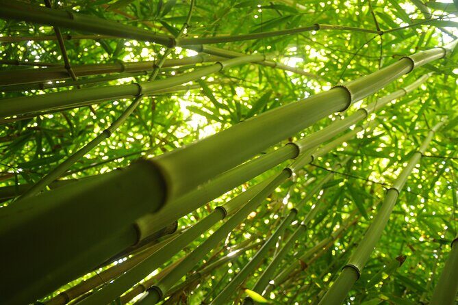 Maui part-way to Hana North Shore sightseeing & Photography Tour! - Eucalyptus Rainbow Trees: Nature’s Surreal Artwork
