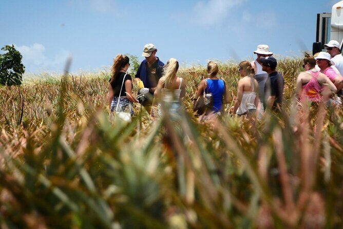 Maui Pineapple Farm Tour in Haliimaile - An In-Depth Look at the Maui Pineapple Farm Tour