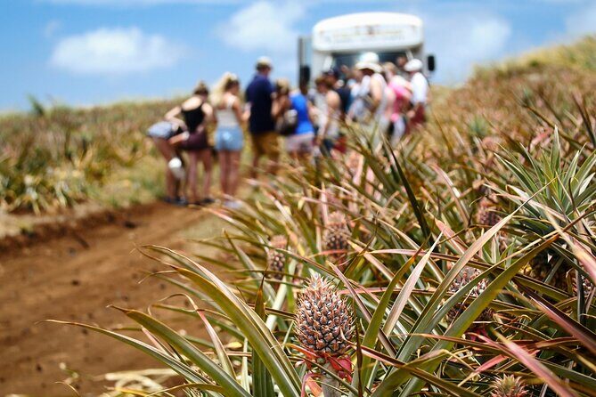 Maui Pineapple Farm Tour in Haliimaile - Who Will Love This Experience?