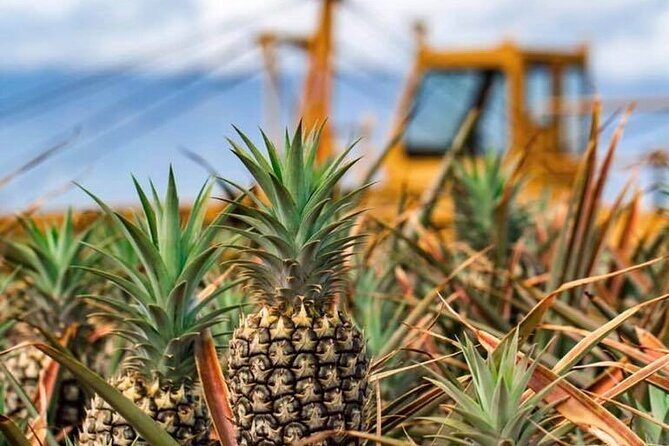 Maui Pineapple Farm Tour in Haliimaile - The Sum Up: Why This Tour is Worth Your Time