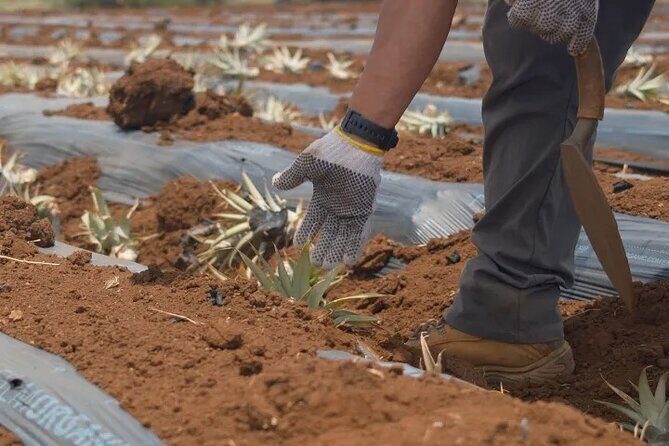 Maui Pineapple Planting Experience - Introduction: Why This Tour Might Be Your Favorite Maui Memory
