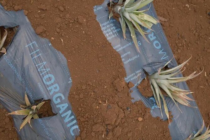 Maui Pineapple Planting Experience - Practical Details: What You Need to Know