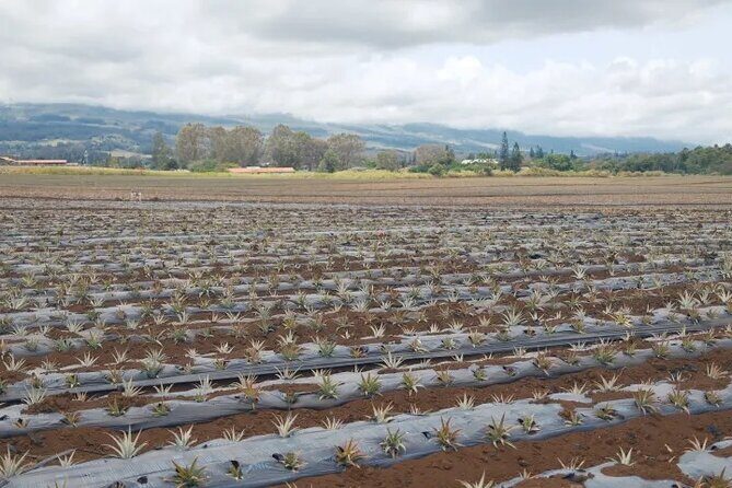 Maui Pineapple Planting Experience - Final Thoughts