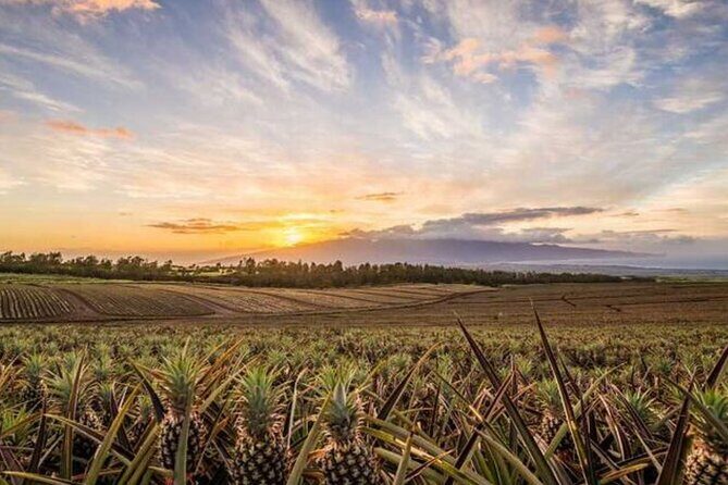 Maui Pineapple Tour: Farm and Feast Experience - An In-Depth Look at the Maui Pineapple Tour