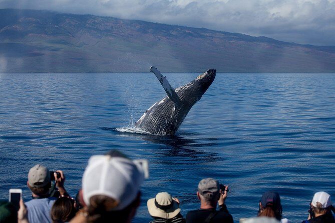 Maui Premium Sunset Dinner Cruise & Whale Watch - Key Points