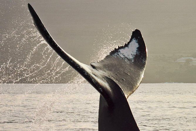 Maui Premium Sunset Dinner Cruise & Whale Watch - A Closer Look at the Maui Premium Sunset Dinner Cruise & Whale Watch